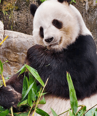 Meet Le Le: Hong Kong’s Favorite Panda Foodie! ๐ผ๐ Meet Le Le: The beloved 'foodie' giant panda of Hong Kong video poster