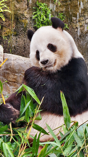 Meet Le Le: The beloved 'foodie' giant panda of Hong Kong video poster