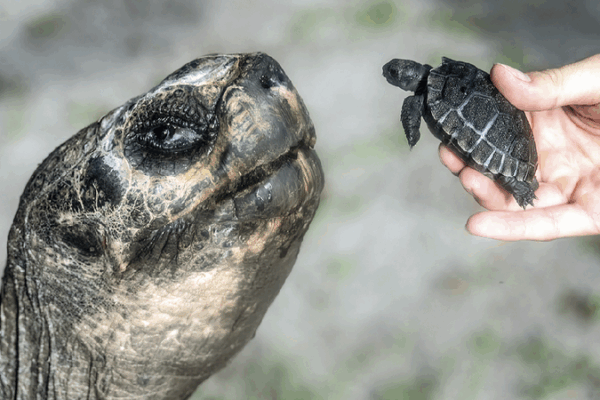 135-Year-Old Tortoise at Miami Zoo Becomes a Dad for the First Time! Miami zoo's 135-year-old Galapagos tortoise enjoys first Father's Day