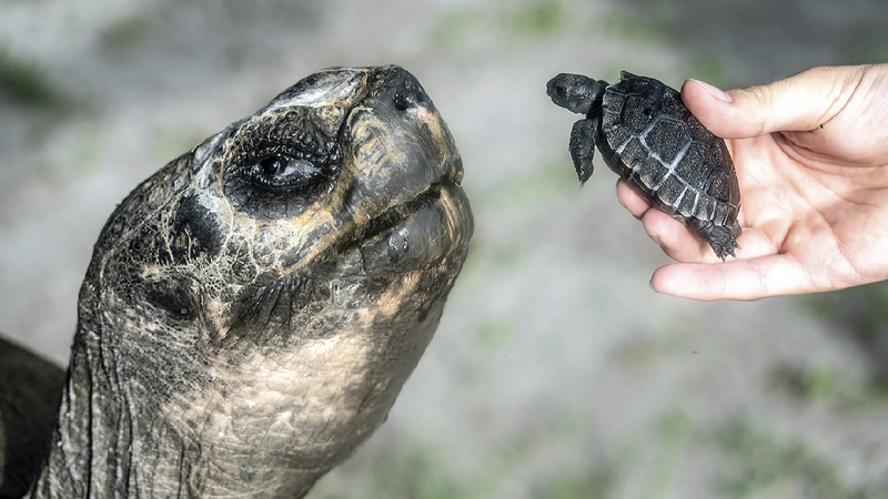 Miami_zoos_135-year-old_Galapagos_tortoise_enjoys_first_Fathers_Day - My Global News: Young Voices Miami zoo's 135-year-old Galapagos tortoise enjoys first Father's Day