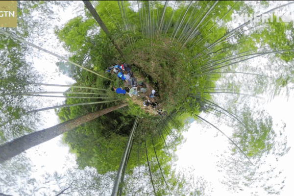 Running Through Bamboo: A Green Adventure in Zhejiang! Nature takes you for a spin video poster