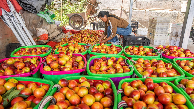 Nectarine_harvest_drives_rural_prosperity_in_Guizhou - My Global News: Young Voices Nectarine harvest drives rural prosperity in Guizhou