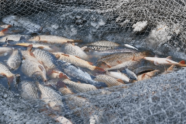 UN Warns: Over One Third of Ocean Fish Still Overfished ππ Over one third of global marine fish stocks still overfished, FAO says