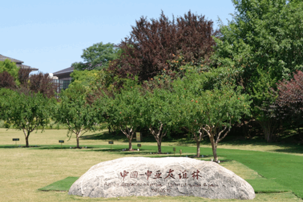 Branching Friendship: Pomegranate Trees Connecting China and Central Asia 🌳❤️ Pomegranate trees in Xi'an connect China and Central Asia video poster