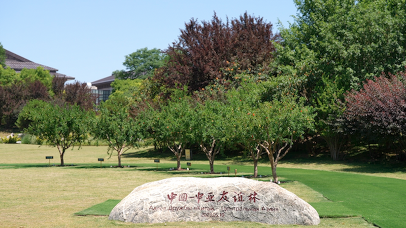 Pomegranate_trees_in_Xian_connect_China_and_Central_Asia_poster - My Global News: Young Voices Pomegranate trees in Xi'an connect China and Central Asia video poster