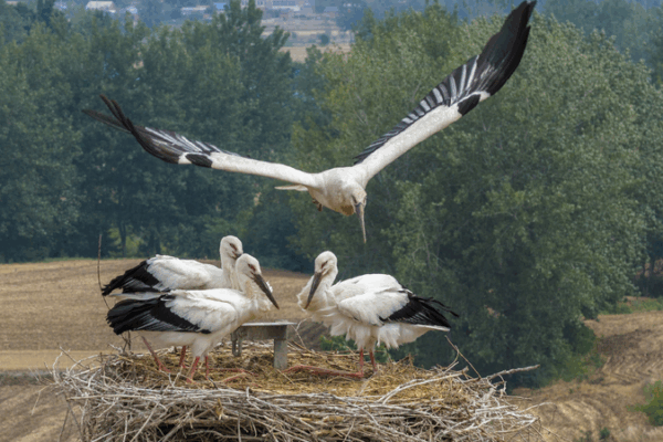 Rare Oriental Storks Find a New Home in Jiangsu, China 🐦🌳 Rare Oriental storks nest again in Jiangsu's ecological haven