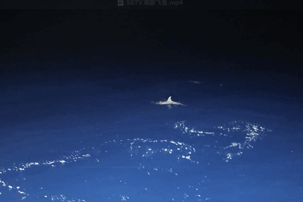 Amazing Dolphin vs. Flying Fish Chase Caught on Camera! π¬π Rare footage of dolphin hunting flying fish captured at Beijiao Reef video poster