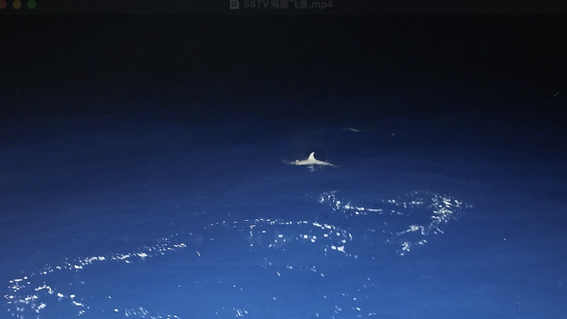 Rare footage of dolphin hunting flying fish captured at Beijiao Reef video poster