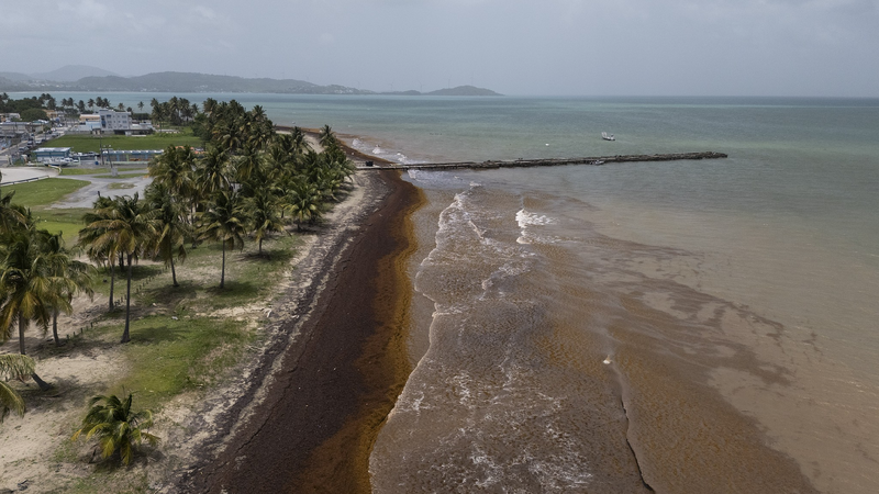 Record_amount_of_seaweed_hit_Caribbean_nearby_areas_in_May - My Global News: Young Voices Record amount of seaweed hit Caribbean, nearby areas in May