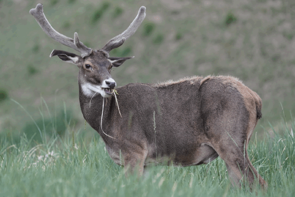 Deer on the Roof of the World: How Tiny Gut Helpers Aid Survival 🦌 Role of gut microbiome for cervids on Qinghai-Xizang Plateau uncovered