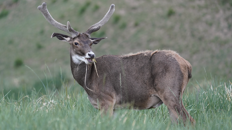 Role of gut microbiome for cervids on Qinghai-Xizang Plateau uncovered