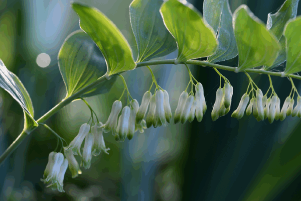Fujian’s Forests: How Green Finance Helps Grow Healing Herbs 🌿 SE China's Fujian taps forest wealth with green finance