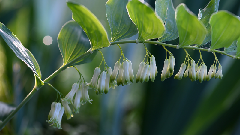 SE_Chinas_Fujian_taps_forest_wealth_with_green_finance - My Global News: Young Voices SE China's Fujian taps forest wealth with green finance