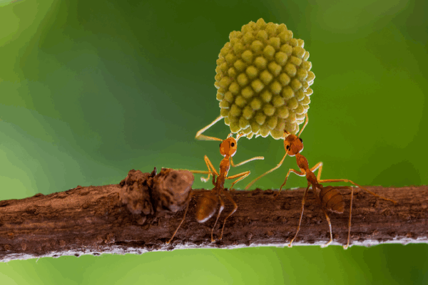 Scientists Discover Ants’ Evolution Secrets! 🐜✨ Scientists uncover genetic innovation underlying evolution of ants