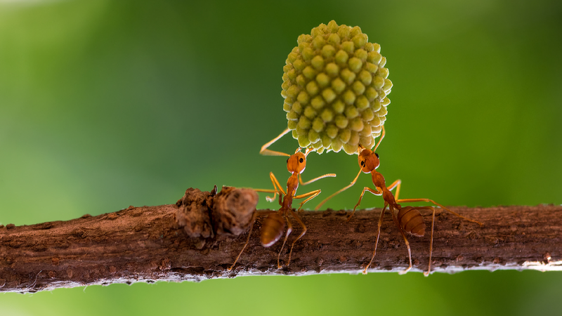 Scientists_uncover_genetic_innovation_underlying_evolution_of_ants - My Global News: Young Voices Scientists uncover genetic innovation underlying evolution of ants