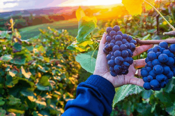 How Smart Tech is Boosting China’s Wine Industry ๐๐ค Smart tech drives dynamic growth in northwest China's wine industry