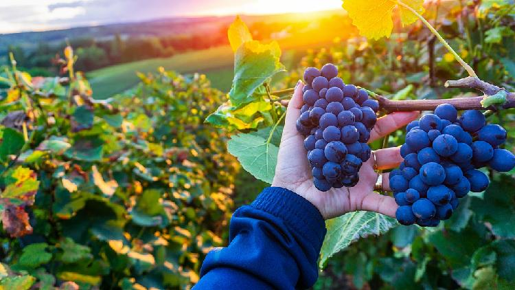 Smart tech drives dynamic growth in northwest China's wine industry