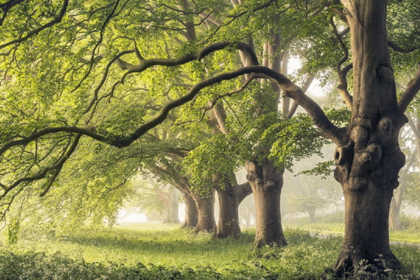 Tree Trunks ‘Breathing’ Could Help Cool Our Planet! 🌳🌍 Study finds tree trunk breathing adaptation cools climate predictions