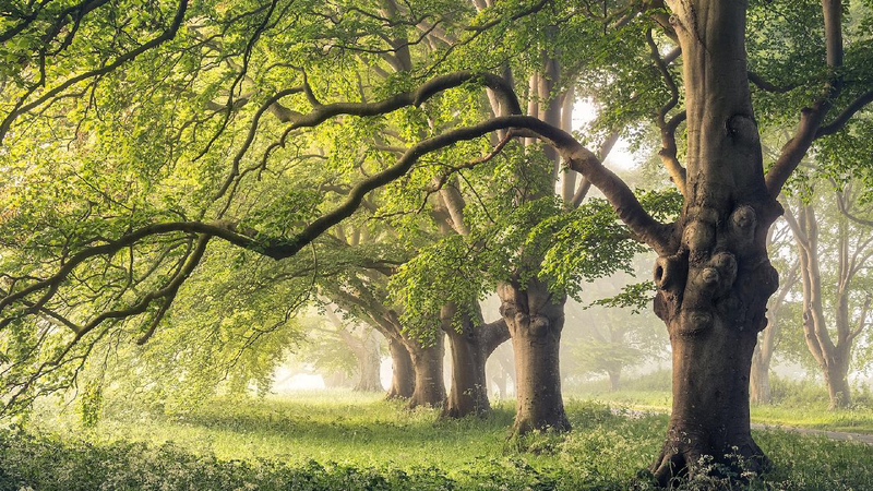 Study finds tree trunk breathing adaptation cools climate predictions