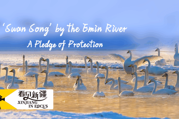 From Two Swans to Swan Bay: The Man Who Saved the Swans 🦢 'Swan Song' by the Emin River: A pledge of protection video poster