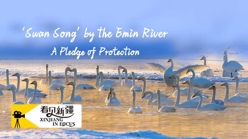 Swan_Song_by_the_Emin_River_A_pledge_of_protection_poster - My Global News: Young Voices 'Swan Song' by the Emin River: A pledge of protection video poster