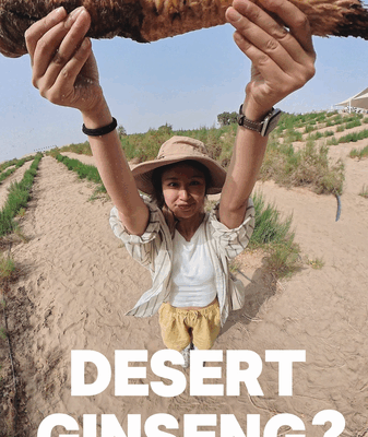 Desert Ginseng: How a Parasitic Plant Helps Fight Desertification 🌱 The desert ginseng: Fighting desertification one root at a time video poster