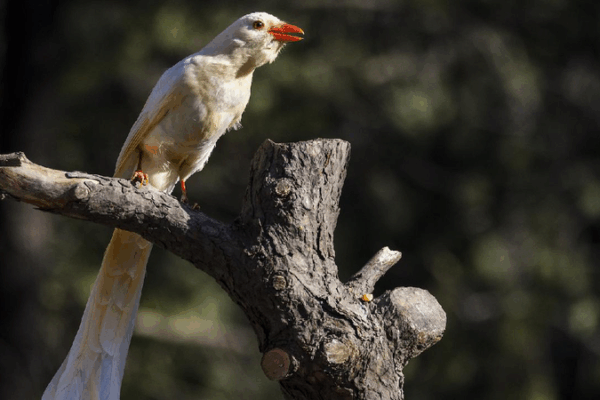 White Wonders: The Fragile Albino Animals Who Need Our Help The fragility and protection of rare albino animals