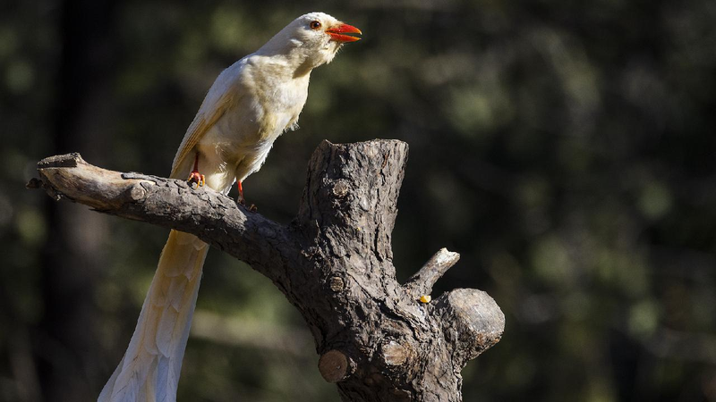The fragility and protection of rare albino animals