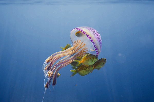 Discovering the Magic of the Deep Blue on World Oceans Day 🌊 The magical deep blue: A World Oceans Day special