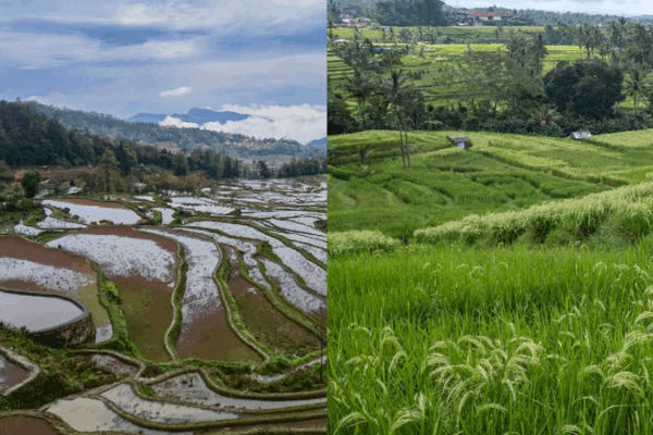 Discover the Magical Rice Terraces of China and Indonesia! πΎβ¨ Traditional irrigation landscapes draw visitors in China and Indonesia