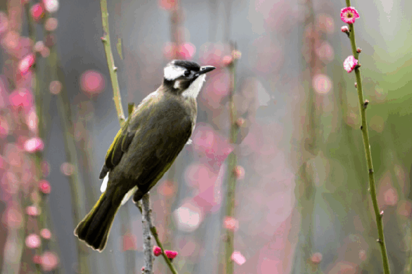 Heartwarming! Bulbul Bird Parents Share Egg Incubation Duties in Hainan ๐ณ๐ฆ Watch: Light-vented bulbul couple takes turns incubating eggs