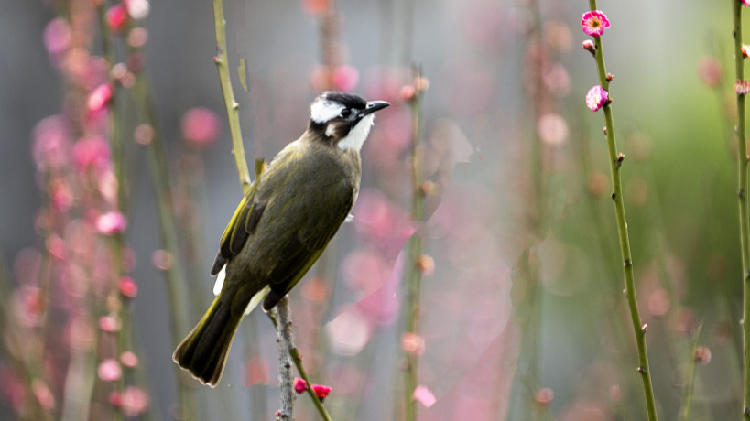 Watch_Light-vented_bulbul_couple_takes_turns_incubating_eggs - My Global News: Young Voices Watch: Light-vented bulbul couple takes turns incubating eggs