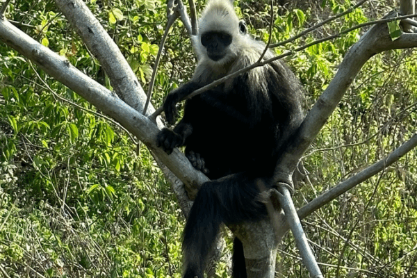 How Monkey Poop is Helping Save the White-Headed Langur ๐ White-headed langurs: Why their poop is key to their survival video poster