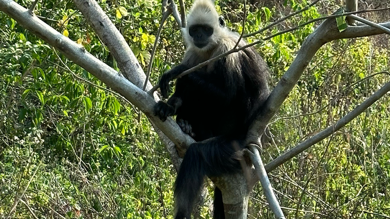 White-headed langurs: Why their poop is key to their survival video poster