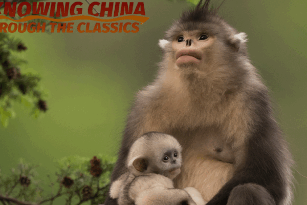 Celebrate World Environment Day: Protecting Our Planet with Xi Zhinong World Environment Day | Safeguarding our shared home