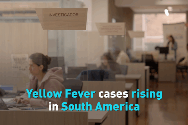 Yellow Fever Alert: What’s Happening in South America? Yellow Fever cases rising in South America video poster