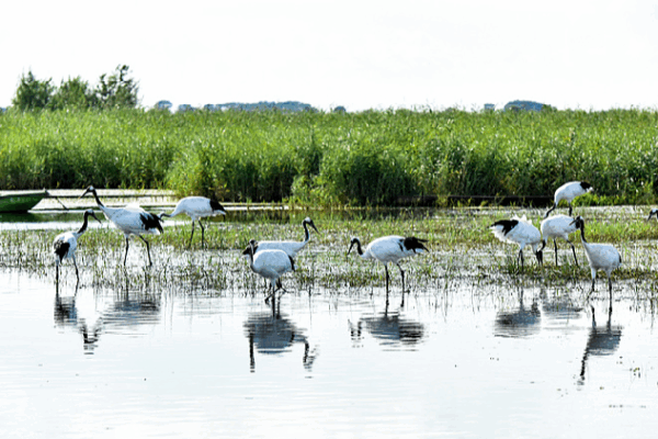 Zhalong Nature Preserve: A Bird Paradise and Home to Red-Crowned Cranes! Zhalong Nature Preserve β an ideal haven for birds