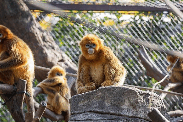 AI Helps Protect Endangered Golden Snub-Nosed Monkeys! ππ AI enhances protection of endangered golden snub-nosed monkeys