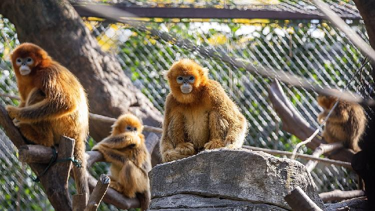 AI_enhances_protection_of_endangered_golden_snub-nosed_monkeys - My Global News: Young Voices AI enhances protection of endangered golden snub-nosed monkeys