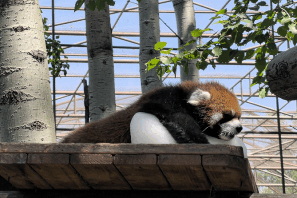 Cute Red Panda Beats the Heat with Ice Block at Beijing Zoo! 🐾❄️ Adorable moment: Red panda chills with ice block at Beijing zoo