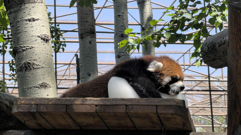 Adorable_moment_Red_panda_chills_with_ice_block_at_Beijing_zoo - My Global News: Young Voices Adorable moment: Red panda chills with ice block at Beijing zoo
