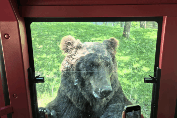 Beijing’s Friendly Brown Bears Become Online Stars! 🐻 Beijing Wildlife Park's "foodie" brown bears