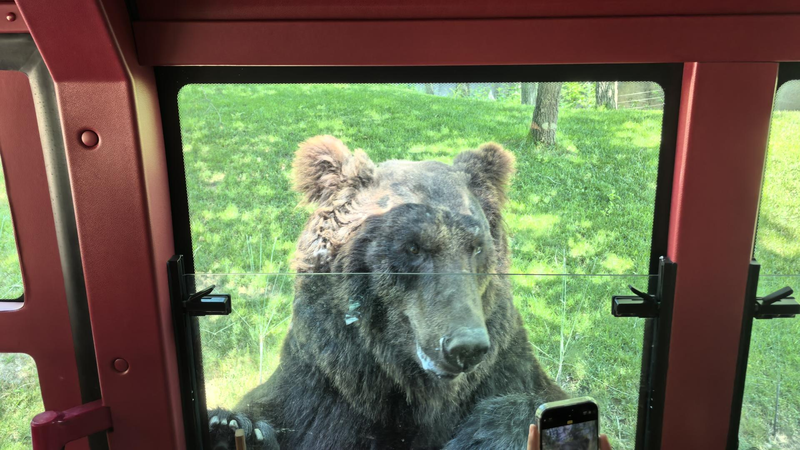 Beijing_Wildlife_Parks_foodie_brown_bears - My Global News: Young Voices Beijing Wildlife Park's "foodie" brown bears