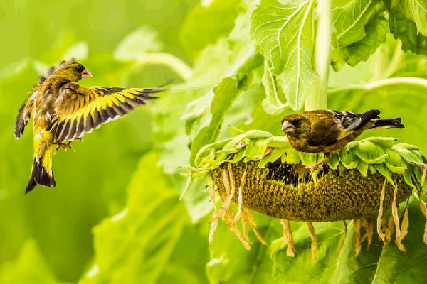 Birds Flock to Sunflower Fields in Jiangxi’s Malanwei Park 🌻🐦 Birds flock to sunflower fields at a wetland park in Jiangxi