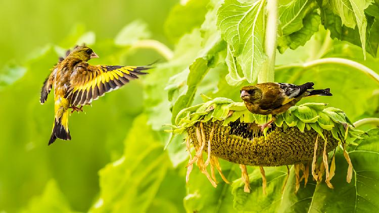 Birds_flock_to_sunflower_fields_at_a_wetland_park_in_Jiangxi - My Global News: Young Voices Birds flock to sunflower fields at a wetland park in Jiangxi