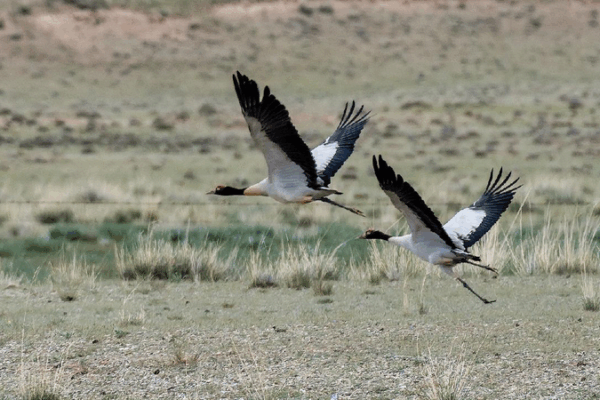 Black-necked Cranes Make a Comeback in China! 🐦 Black-necked cranes rebound as China boosts biodiversity efforts