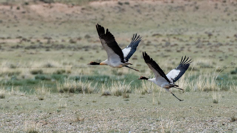 Black-necked cranes rebound as China boosts biodiversity efforts