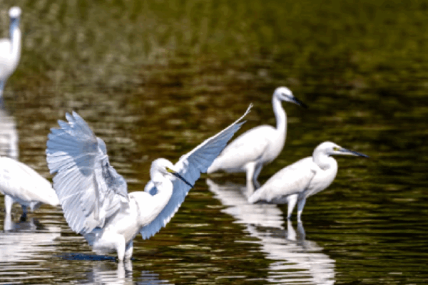 Discover the Amazing Birds of Changjiang Haiwei National Wetland Park 🐦🌴 Changjiang Haiwei National Wetland Park: A key bird habitat in Hainan
