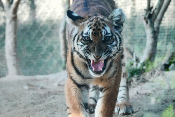 China Opens Largest Rewilding Base for Endangered South China Tigers ๐ฏ China opens largest rewilding base for critically endangered tigers video poster