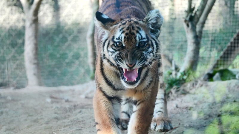 China opens largest rewilding base for critically endangered tigers video poster
